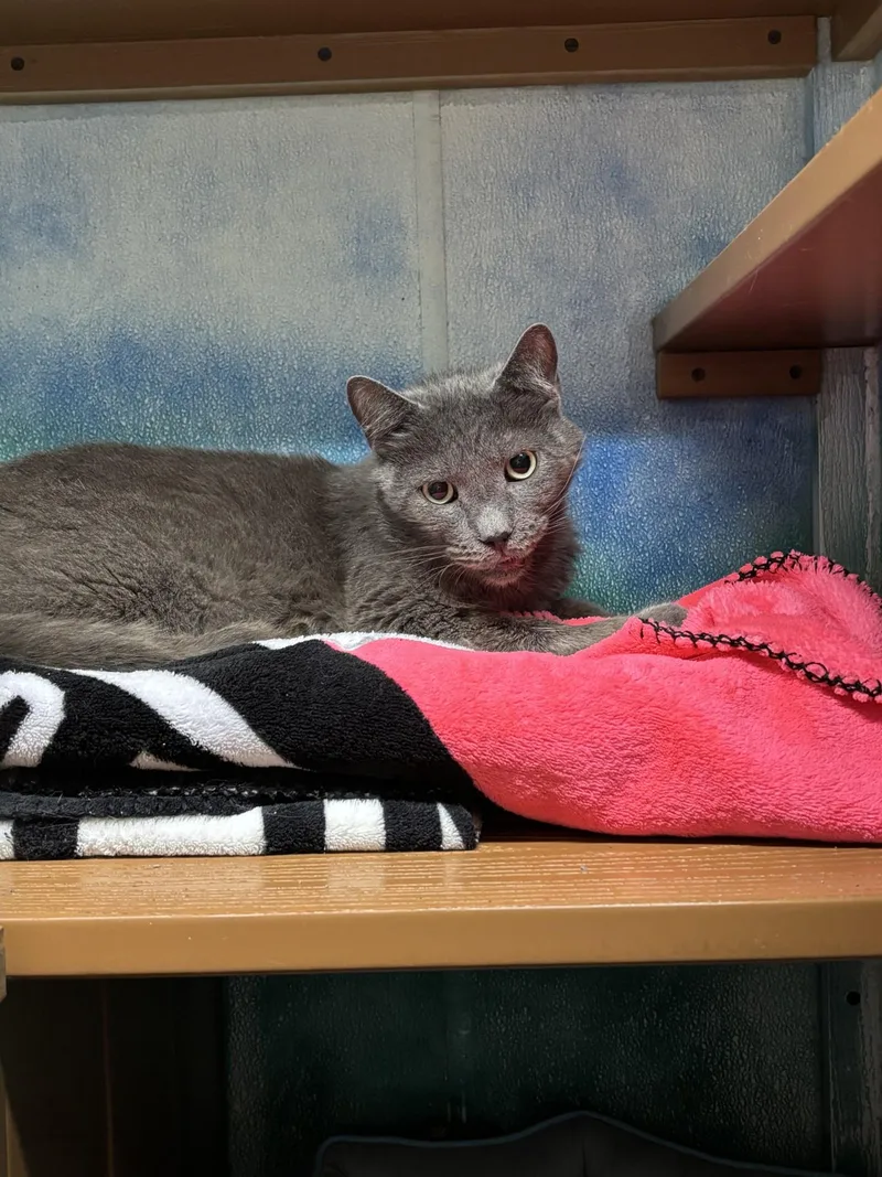 An adult large-sized male Domestic Short Hair cat named Measley for adoption in Altoona, PA