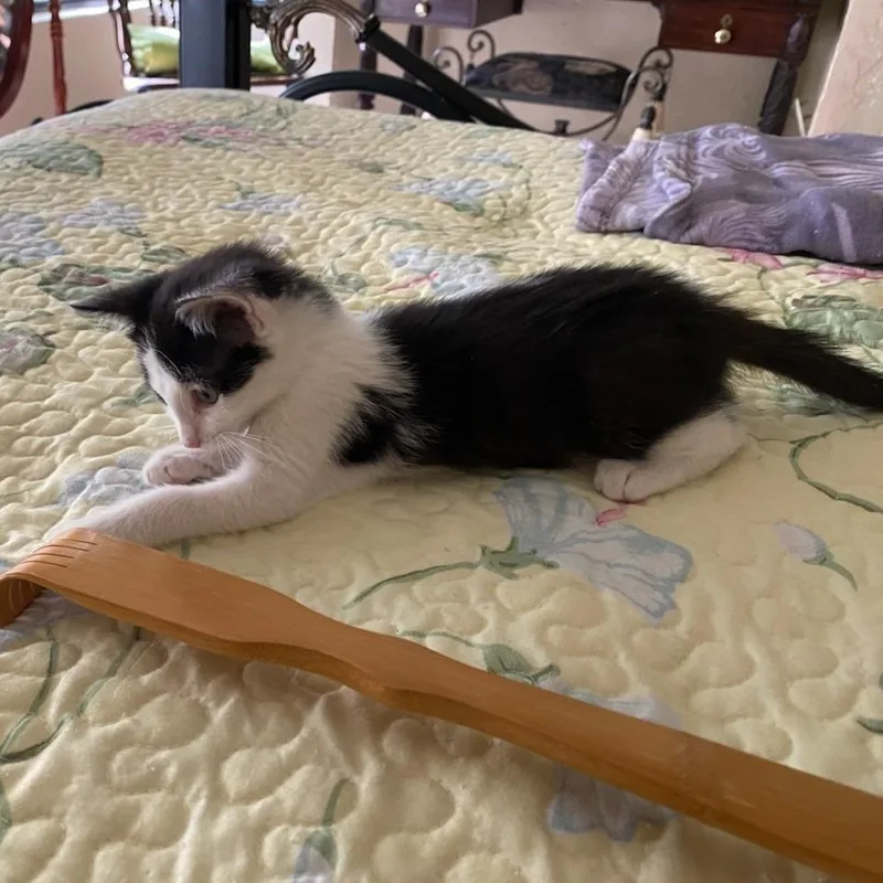 Tippy