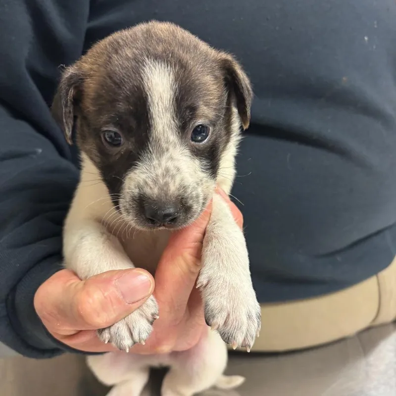 A baby medium-sized male White / Cream Cattle Dog dog named Dallas for adoption in Ottawa, KS