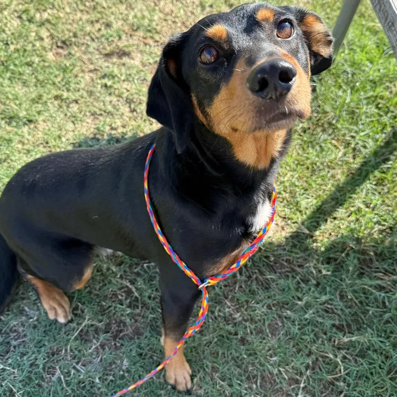 A young medium-sized male Black Beagle dog named Davey for adoption in Norman, OK