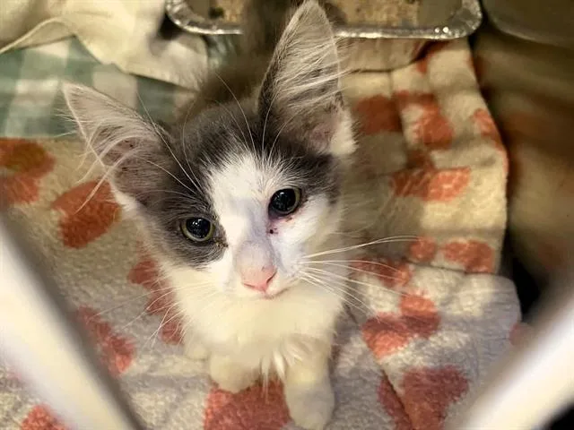 A baby small-sized female Domestic Short Hair cat named Jupiter for adoption in Tustin, CA