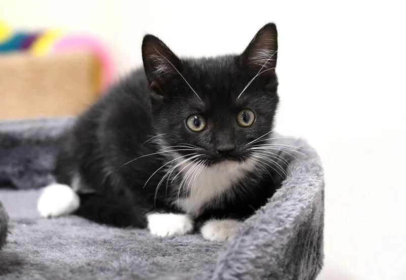 A baby medium-sized female Black & White / Tuxedo Domestic Short Hair cat named Vampirina for adoption in Monroe, GA