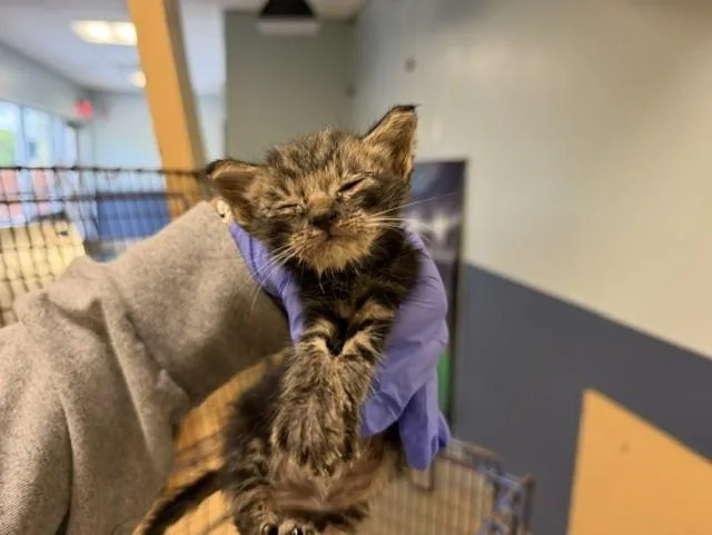 A baby small-sized female Domestic Short Hair cat named Lenny for adoption in Miami, FL