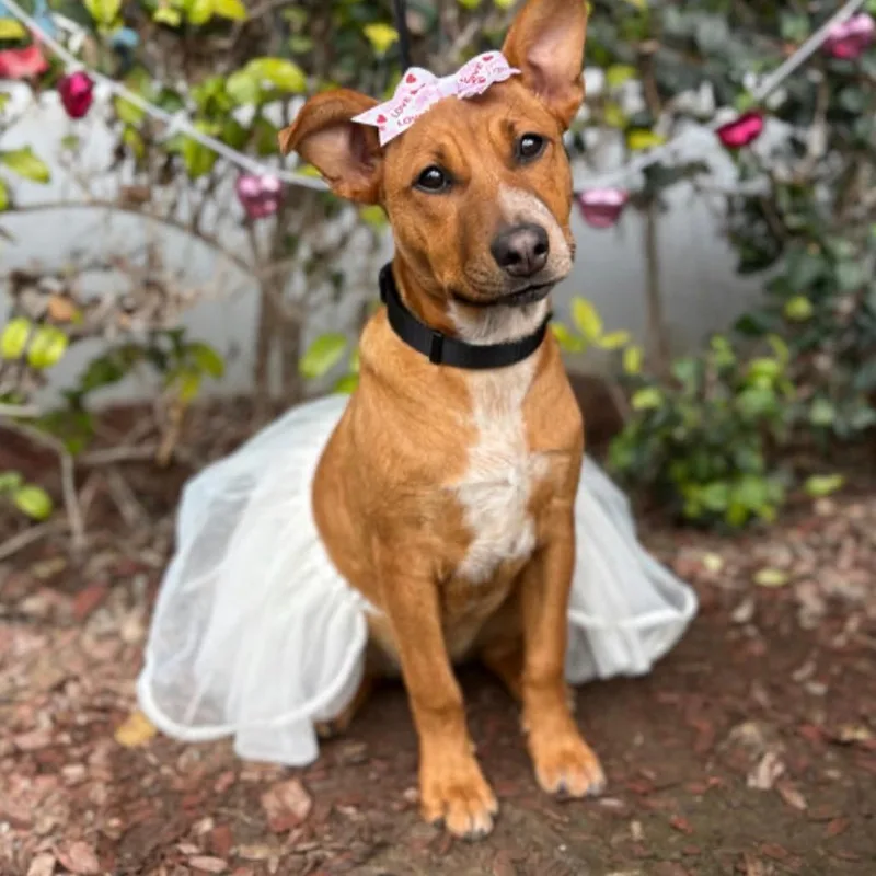 A baby medium-sized female Red / Chestnut / Orange Staffordshire Bull Terrier dog named Vienna for adoption in South El Monte, CA