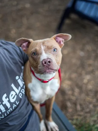 A young medium-sized female Mixed Breed dog named Ozella for adoption in Chamblee, GA