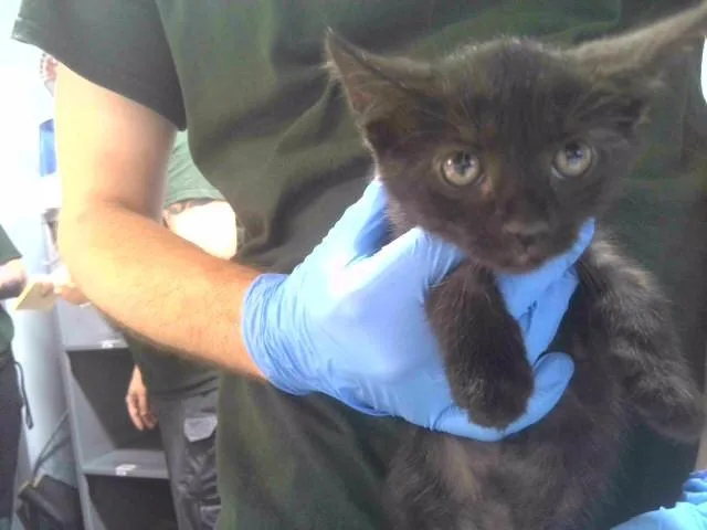 A baby small-sized male Domestic Short Hair cat named Bowtie for adoption in Tallahassee, FL