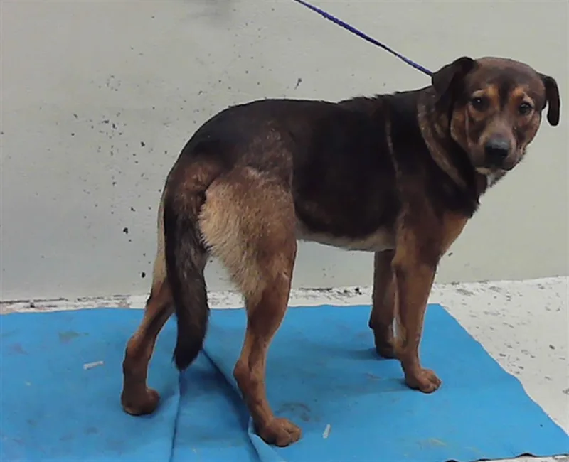 A young medium-sized male German Shepherd Dog dog named Chavo Orellana for adoption in Houston, TX