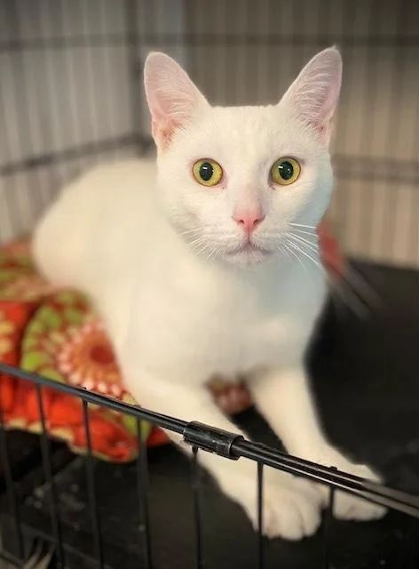 An adult medium-sized male White Domestic Short Hair cat named Sprinkles for adoption in Duxbury, MA