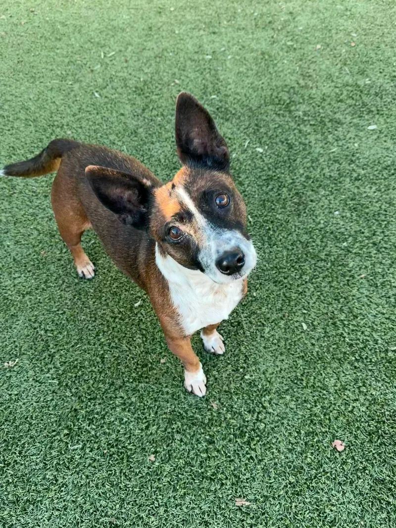 A young small-sized female Australian Cattle Dog / Blue Heeler dog named Sophia for adoption in Portland, ME