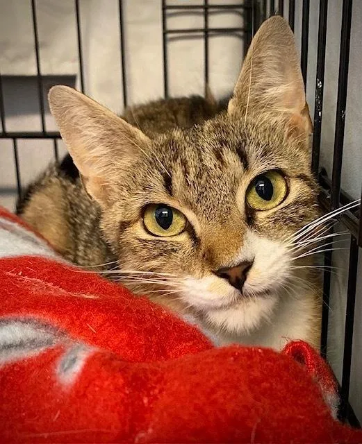 An adult medium-sized female Domestic Short Hair cat named Kathy for adoption in Duxbury, MA