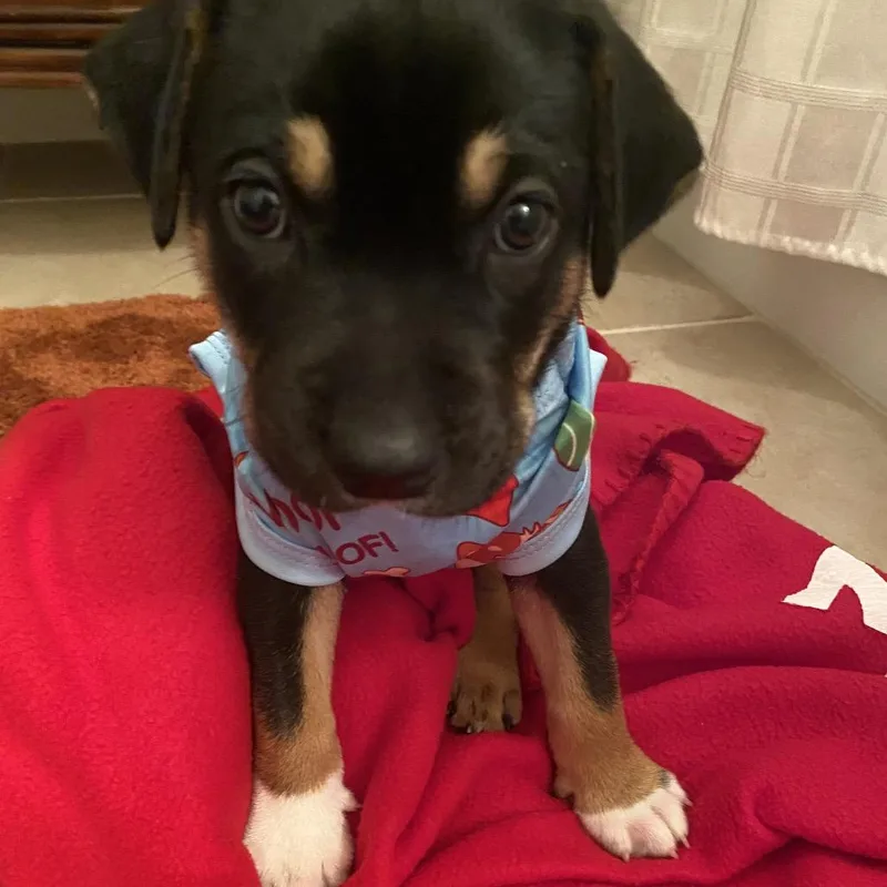 A baby small-sized male Black Labrador Retriever dog named Chocolate Mousse for adoption in Austin, TX