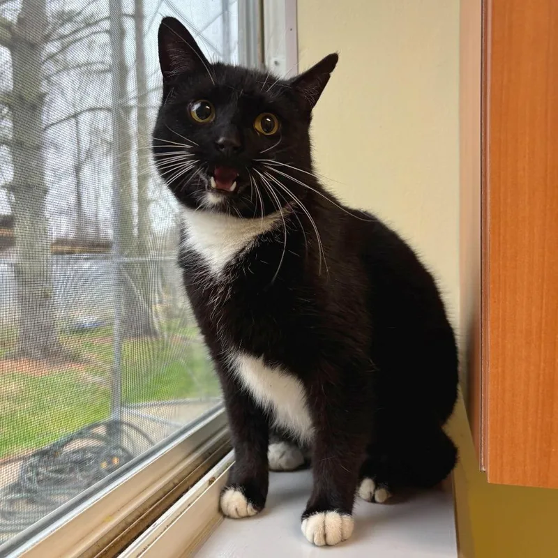 An adult medium-sized female Black Domestic Short Hair cat named Lady for adoption in Wilmington, DE