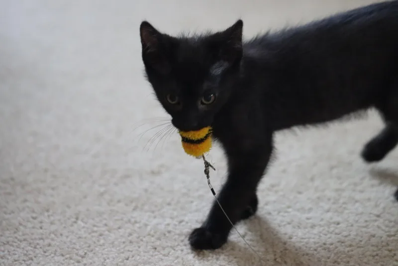 Ben