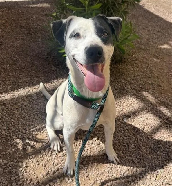 A young large-sized female Australian Cattle Dog / Blue Heeler dog named Millie for adoption in Phoenix, AZ