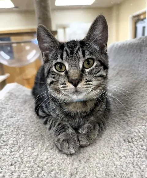 A young small-sized male Tabby (Brown / Chocolate) Domestic Short Hair cat named Minnow for adoption in Medina, OH