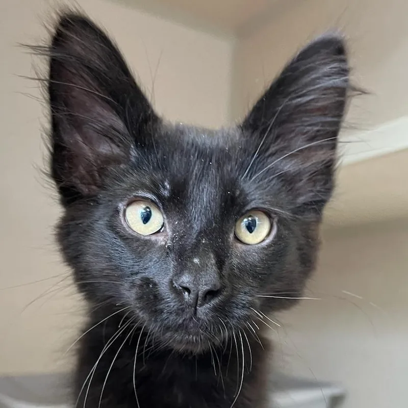 A baby small-sized male Black Domestic Short Hair cat named Bubbles for adoption in Redwood City, CA