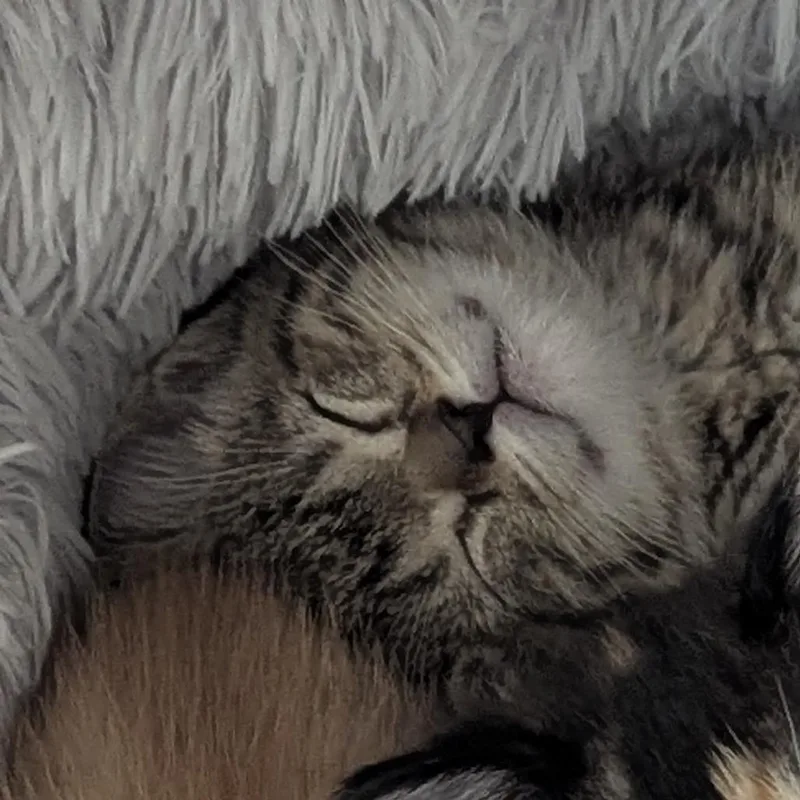 A baby medium-sized male Tabby (Brown / Chocolate) Domestic Short Hair cat named Bigelow for adoption in Fenton, MI