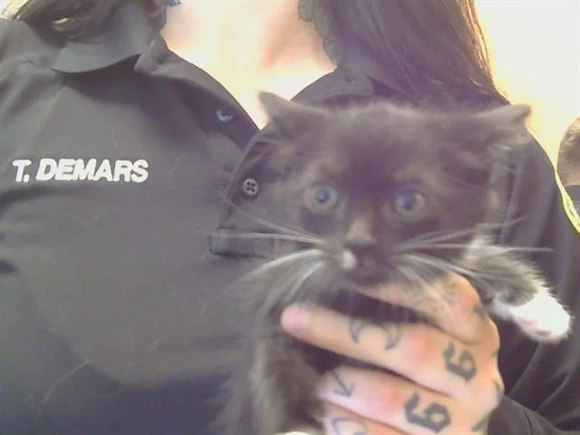 A baby small-sized female Domestic Short Hair cat named Chippewa for adoption in Sacramento, CA