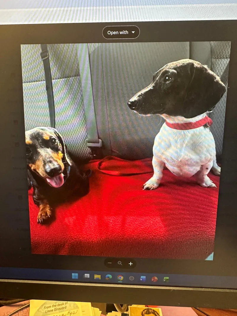 A young medium-sized male Dachshund dog named Axel for adoption in Pearland, TX