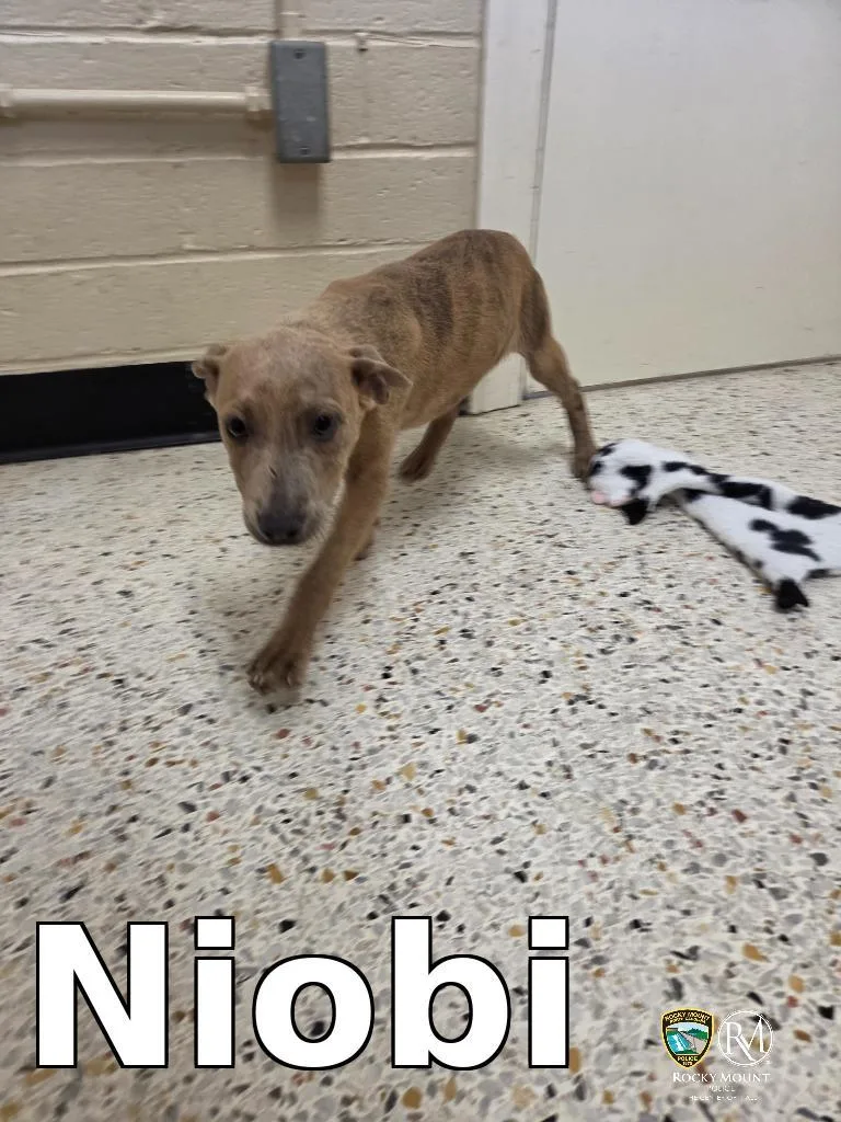 A baby medium-sized female Pit Bull Terrier dog named Niobi for adoption in Rocky Mount, NC