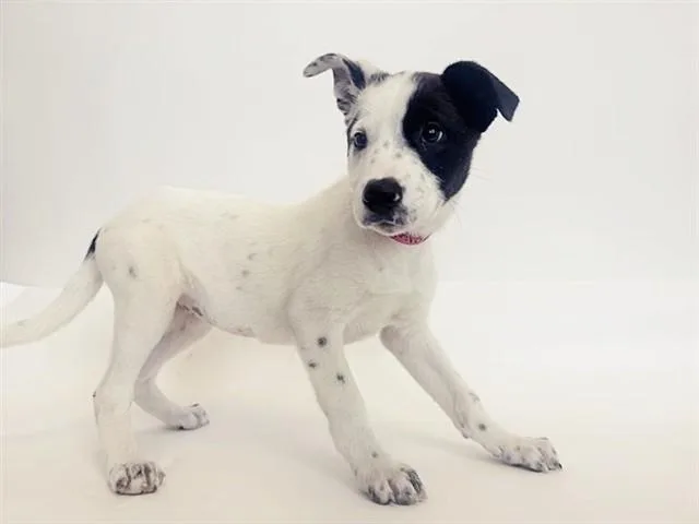 A baby small-sized female Terrier dog named Blinky for adoption in Saint Louis, MO