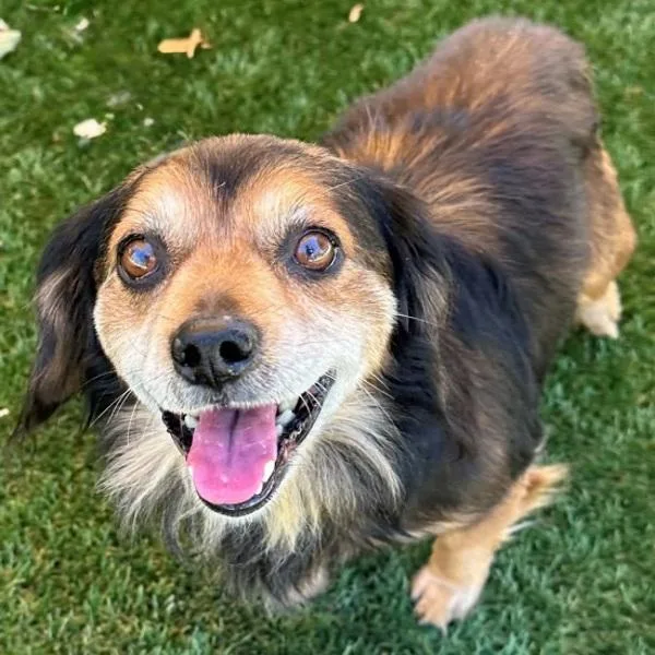 An adult small-sized male Spaniel dog named Bill for adoption in Walnut Creek, CA