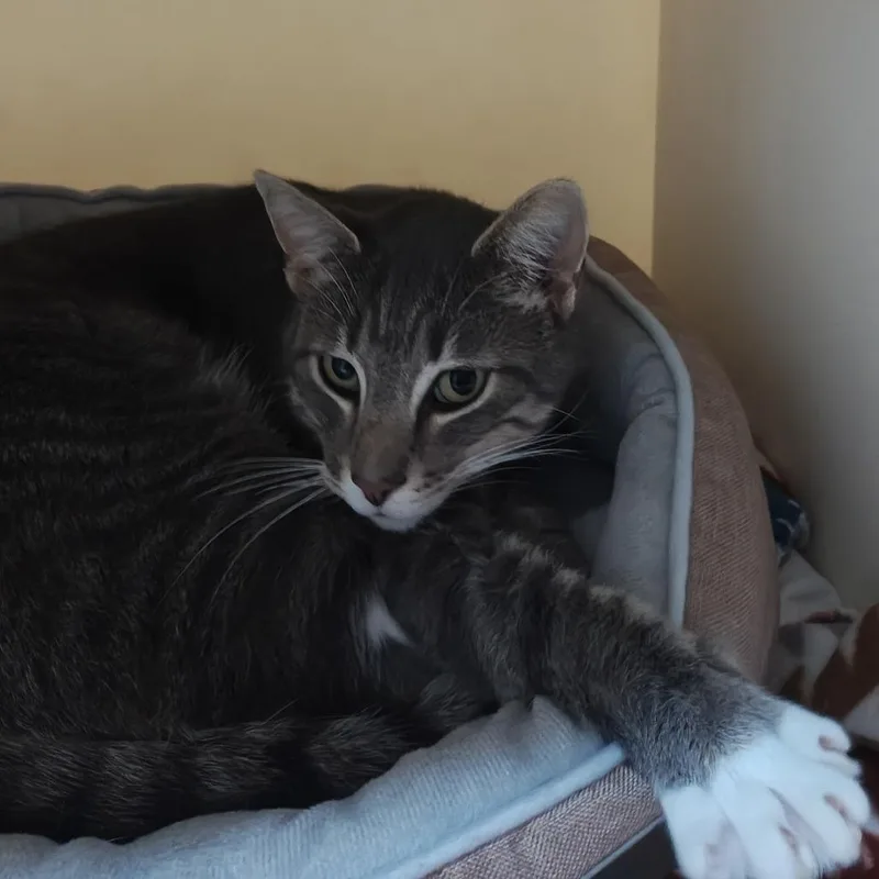 An adult medium-sized female Gray / Blue / Silver Domestic Short Hair cat named Ebi for adoption in Madison, WI