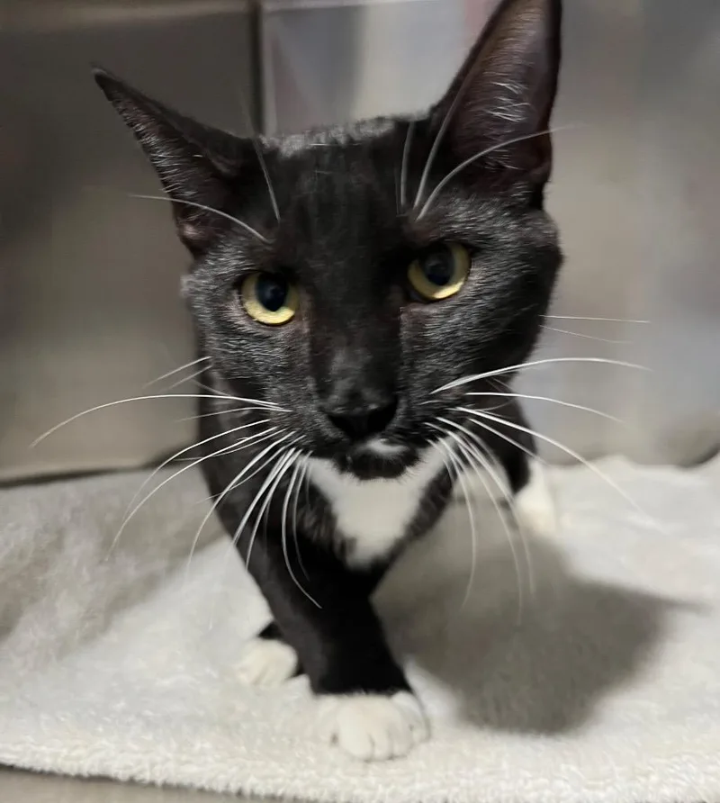 A young small-sized male Domestic Short Hair cat named Rocco for adoption in Labelle, FL