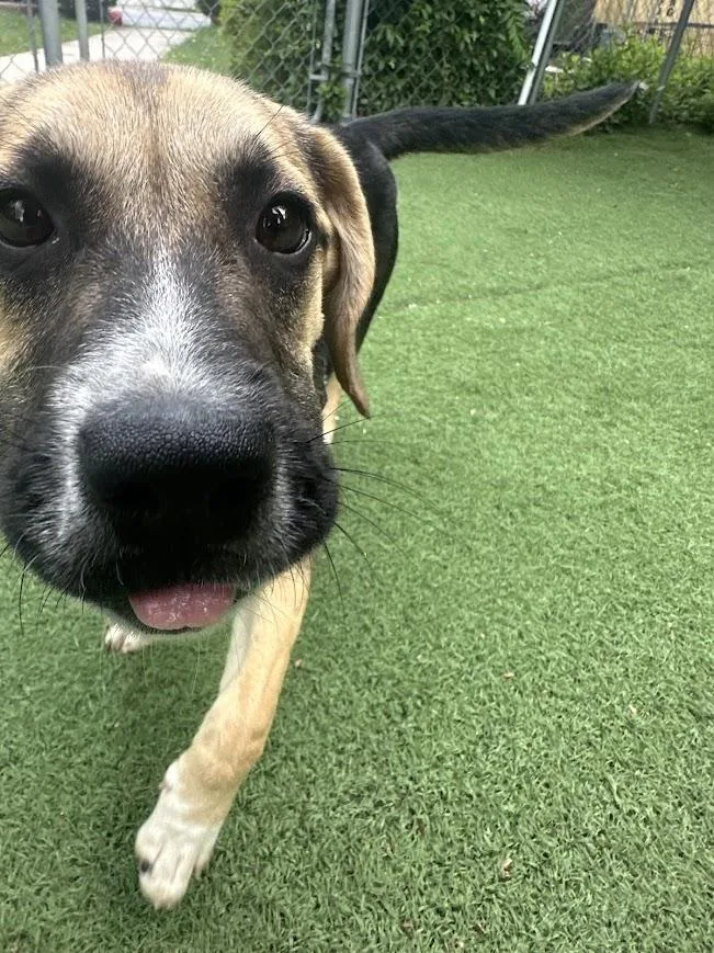 A baby medium-sized female Mixed Breed dog named Little Bit for adoption in Ocean View, NJ