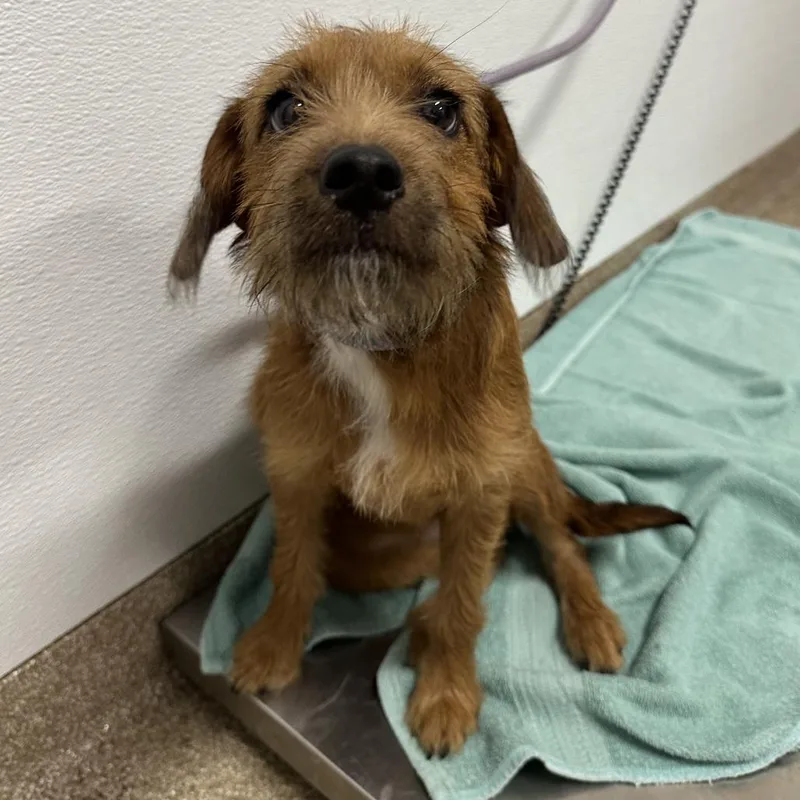 A young small-sized female Terrier dog named Cinnamon for adoption in League City, TX