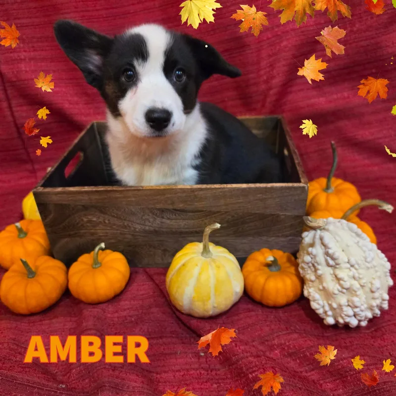 A baby small-sized female Bicolor Cardigan Welsh Corgi dog named Amber for adoption in Newberg, OR