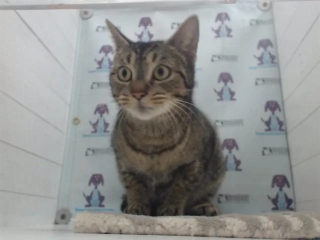 An adult small-sized female Domestic Short Hair cat named Peek A Boo for adoption in Orlando, FL