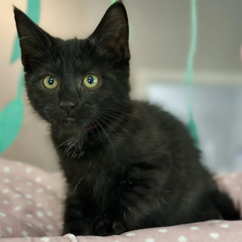 A baby medium-sized female Black Domestic Short Hair cat named Flow for adoption in Victor, NY