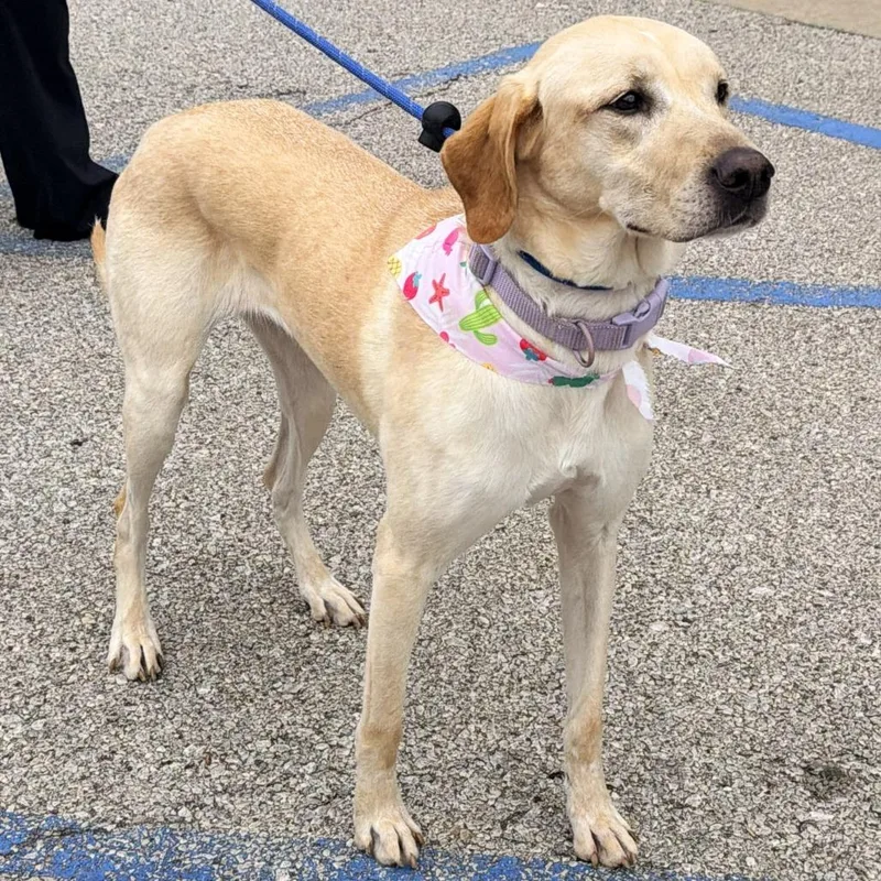 An adult medium-sized female Yellow / Tan / Blond / Fawn Vizsla dog named Kora for adoption in Warrensburg, MO