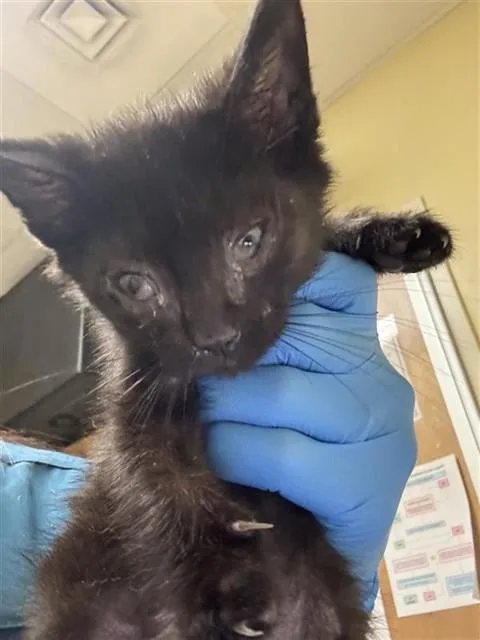 A baby small-sized male Domestic Short Hair cat named Ruffles for adoption in Sacramento, CA