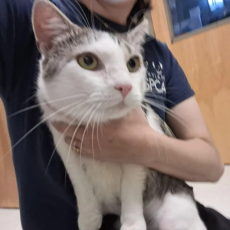 An adult medium-sized male Brown / Chocolate Domestic Short Hair cat named Calvin for adoption in Baltimore, MD