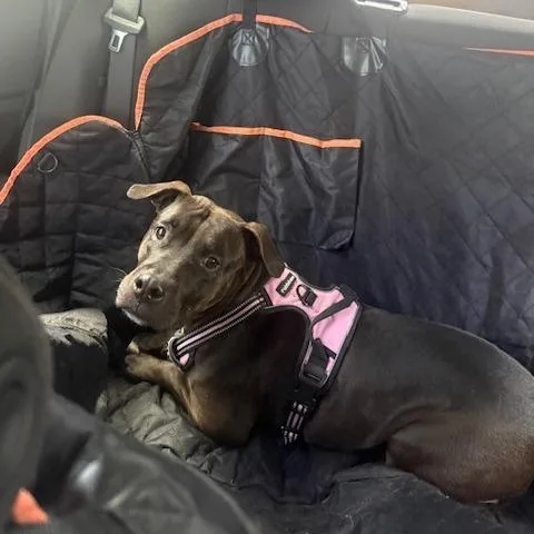 An adult large-sized female Brown / Chocolate Mixed Breed dog named Dory for adoption in West Palm Beach, FL
