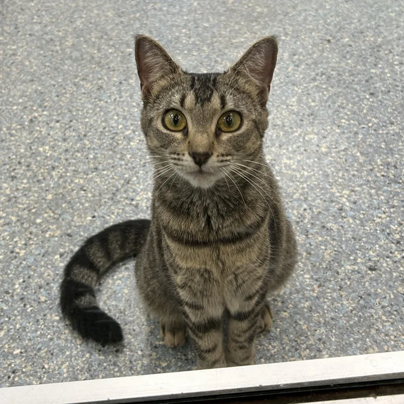 A young medium-sized female Gray / Blue / Silver Domestic Short Hair cat named Spicy Tuna Roll for adoption in Charleston, SC