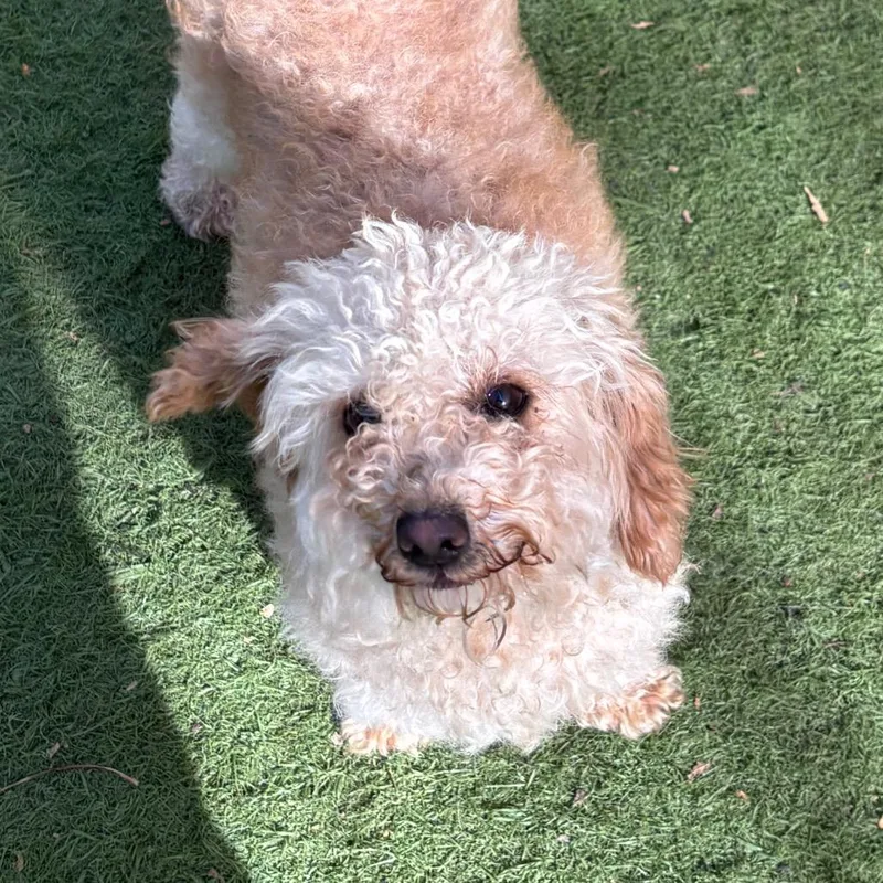 An adult small-sized female Poodle dog named Cyndi for adoption in Sonoma, CA