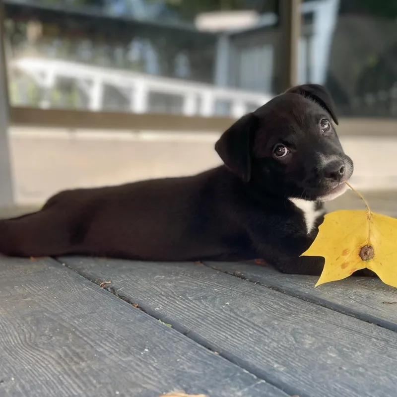 A baby small-sized male Black English Bulldog dog named Carver for adoption in Columbus, NC