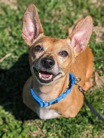 An adult small-sized male Mixed Breed dog named Brujo for adoption in Fairfax, VA