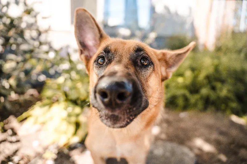 A young medium-sized female German Shepherd Dog dog named Yassandra for adoption in Newberg, OR