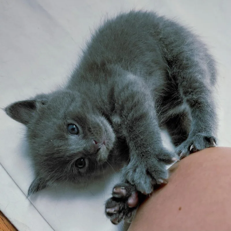 A baby small-sized male Gray / Blue / Silver American Shorthair cat named Fuzzy Joe for adoption in St. Peters, MO