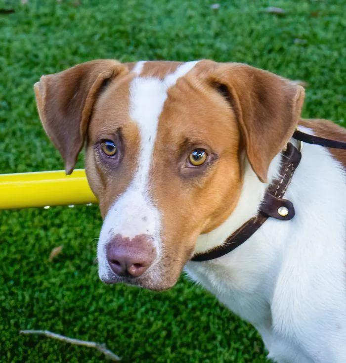 Nevielle thumbnail 2