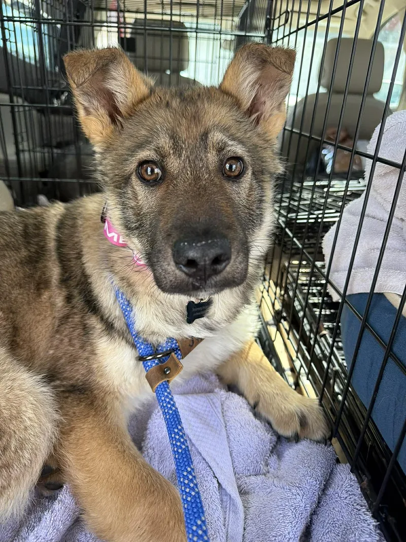 A young medium-sized female Norwegian Elkhound dog named Jetta for adoption in Grand Forks, ND