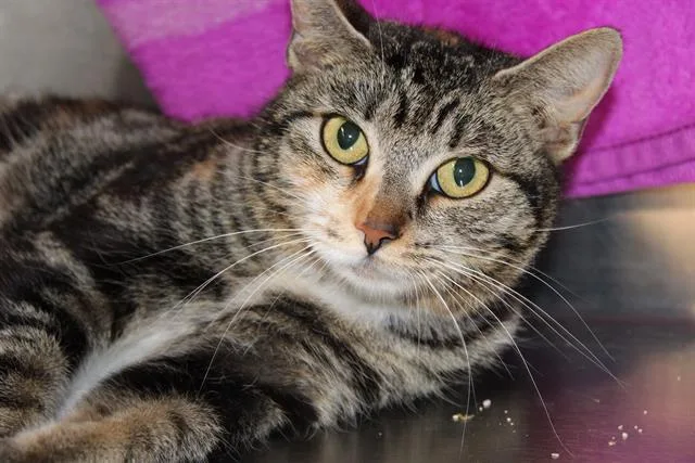 A young medium-sized female Domestic Short Hair cat named Ember for adoption in Tustin, CA