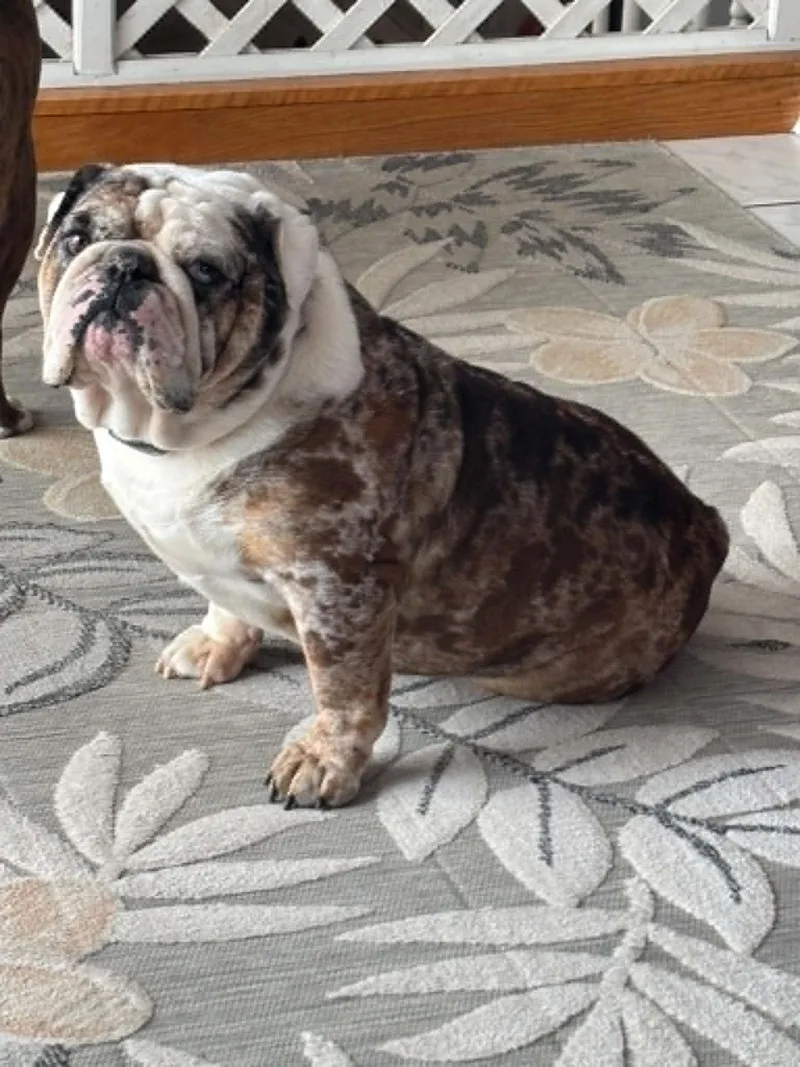 An adult large-sized male English Bulldog dog named Moljnir for adoption in St. Clair Shores, MI
