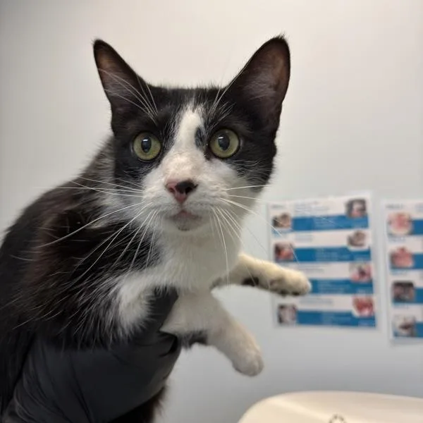 An adult medium-sized female Domestic Short Hair cat named Feyre for adoption in Oceanside, CA