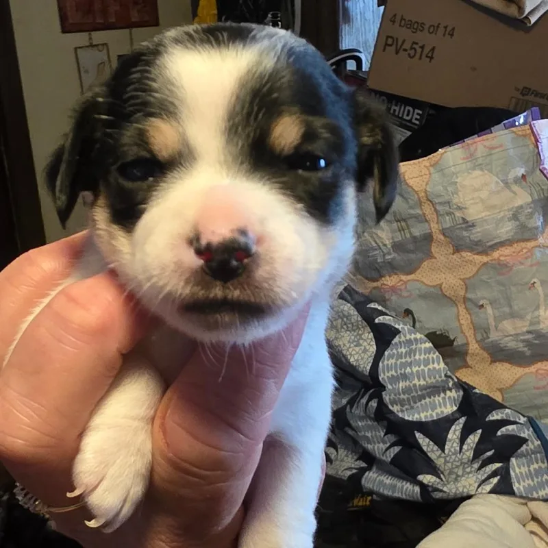 A baby small-sized female White / Cream Chihuahua dog named Chika for adoption in Goltry, OK