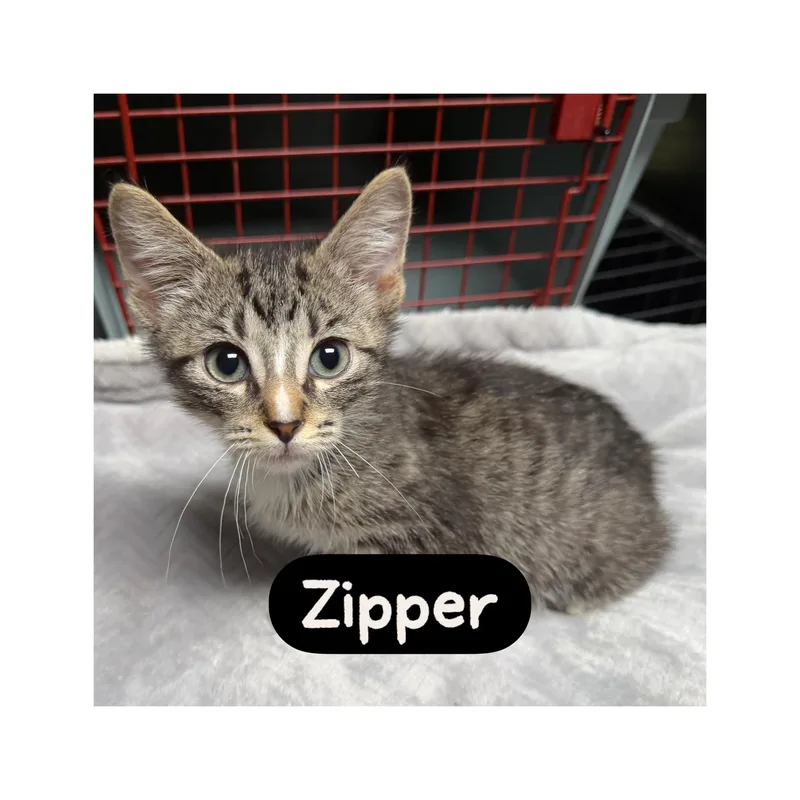 A baby medium-sized male Tabby (Gray / Blue / Silver) Domestic Short Hair cat named Zipper for adoption in Warren, OH
